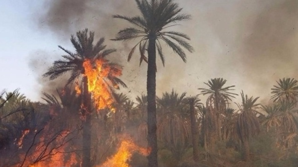 قبلي: حريق يلتهم عشرات أشجار النخيل بواحة بشني