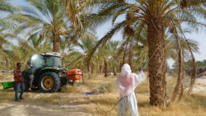 قبلي: دعوات إلى اليقظة جراء تسجيل إصابات بعنكبوت الغبار في بعض الواحات