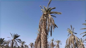 قبلي: تسجيل إصابات بآفة عنكبوت الغبار بعدد من الواحات إثر موجة الحر الأخيرة