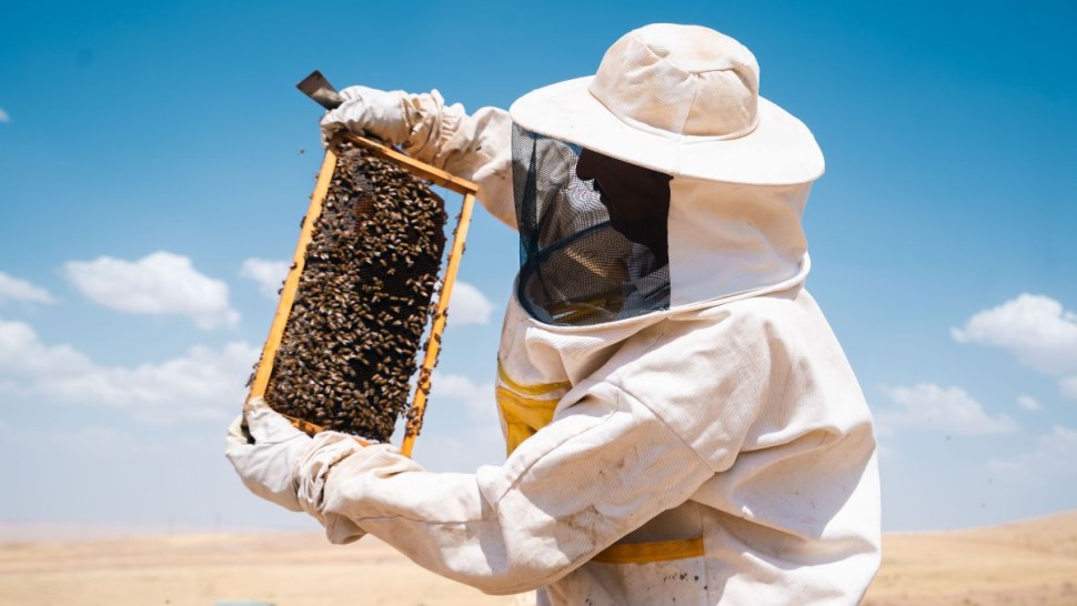 زغوان: تضرر قطاعي تربية النحل والدواجن بسبب الحرارة والحرائق