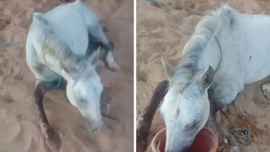 القيروان: اعتداء وحشي يتسبب في كسر ساق حصان وعجزه عن الحركة.. والمالك يطالب بالعدالة