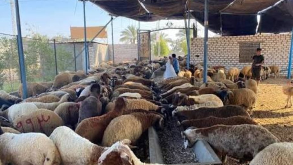 اغنام