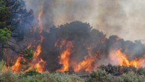 المقدم خليل المشري : تسجيل 19 حريقا غابيا منذ 26 أوت الجاري بالشمال الغربي