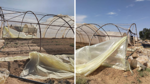 قبلي: أضرار جسيمة بالبيوت المحمية في ليماقس جراء الرياح والأمطار