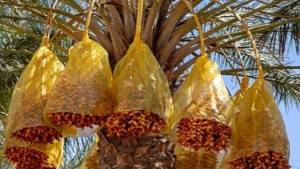 توقيا من التقلبات الجوية..المركز الفني للتمور يدعو الفلاحين الى التسريع في تغليف العراجين