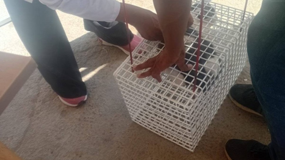 قبلي : خيمات بيطرية لتلقيح الكلاب و القطط ضد داء الكلب