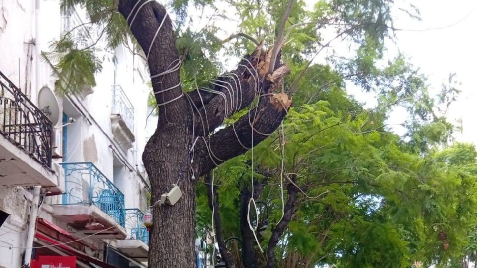 بلدية تونس