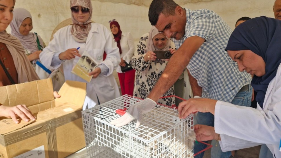 تلقيح حيوانات