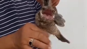 طائر غريب