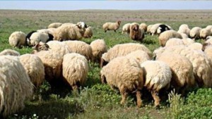 الاتحاد الوطني للفلاحة والصيد البحري