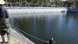 تربية الاسماك