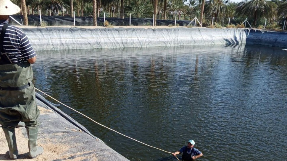تربية الاسماك