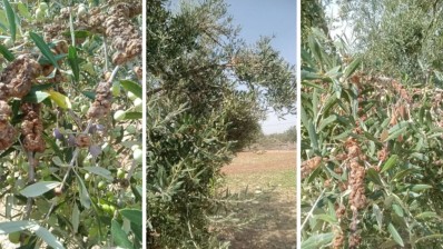 اتحاد الفلاحة بالمهدية يطالب وزارة الفلاحة بالتدخل العاجل لمقاومة "سل الزياتين"