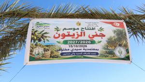 مدنين: افتتاح موسم جني وتحويل الزيتون