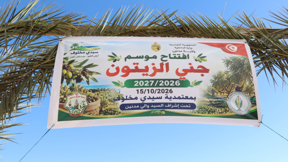 مدنين: افتتاح موسم جني الزيتون وتحويله