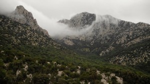 زغوان غابة