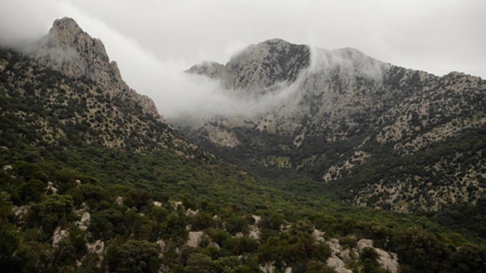 زغوان غابة
