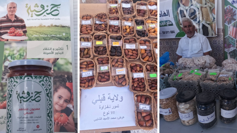 قصور الساف: مهرجان البذور الأصيلة يفتح ملف السيادة الغذائية ومقاومة التغيرات المناخية