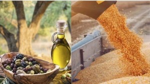 مشروع الميزان الاقتصادي : استهداف إنتاج 18.5 مليون قنطار من الحبوب ومليوني طن من زيتون الزيت
