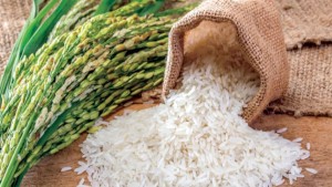 وزارة التجارة وتنمية الصادرات