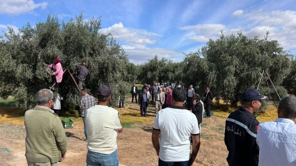 القيروان: انطلاق موسم جني الزيتون وسط توقعات بإنتاج نحو 275 ألف طن